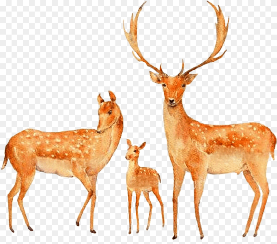 Watercolor Deer Buck Doe Fawn Family Couple Painting Of Deer Couple, Animal, Antelope, Mammal, Wildlife Free Transparent Png