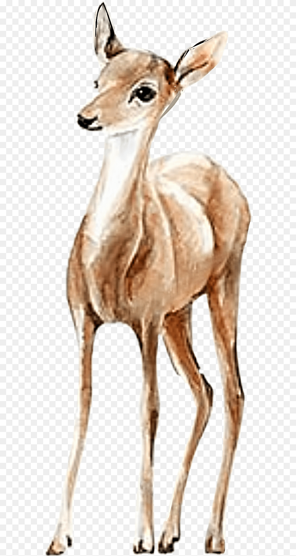 Watercolor Doe Deer Fawn Handpainted Pretty, Animal, Mammal, Wildlife, Antelope Free Png Download