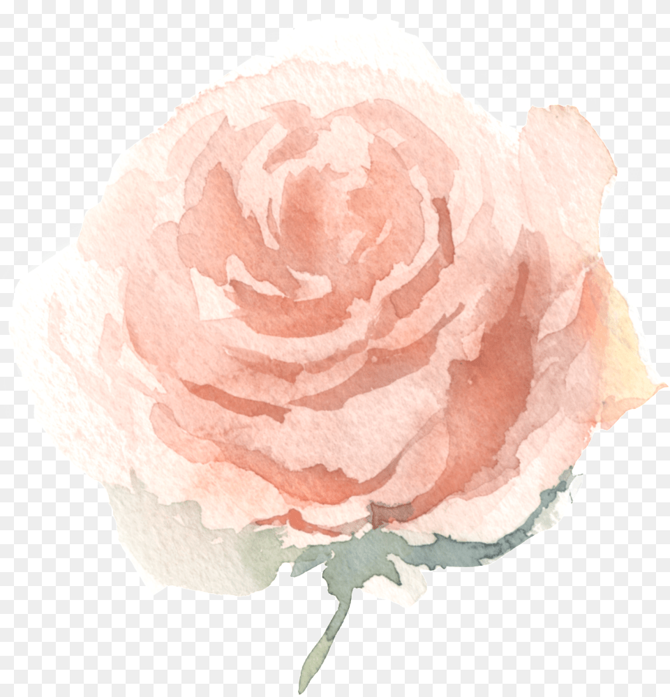 Watercolor Effect Flower Decorative Watercolor Painting, Petal, Plant, Rose, Carnation Png