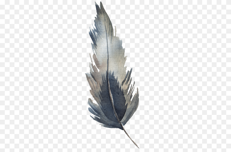 Watercolor Feather Grey Feathers Watercolor, Leaf, Plant, Person, Art Free Png