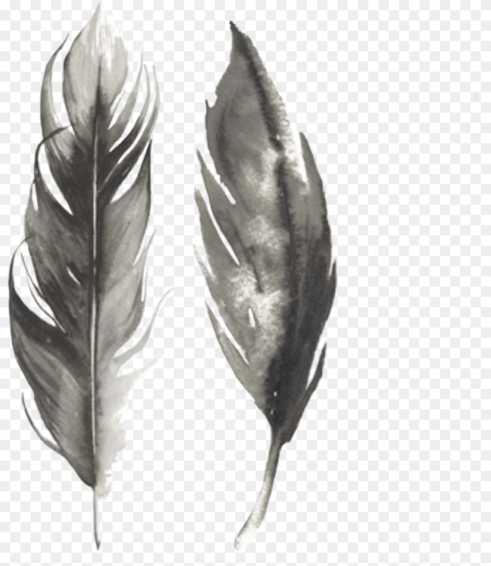Watercolor Feathers Grey Black Birdfeathers, Leaf, Plant, Aquatic, Water Png Image