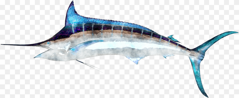Watercolor Fish Swordfish, Animal, Sea Life, Shark Png Image