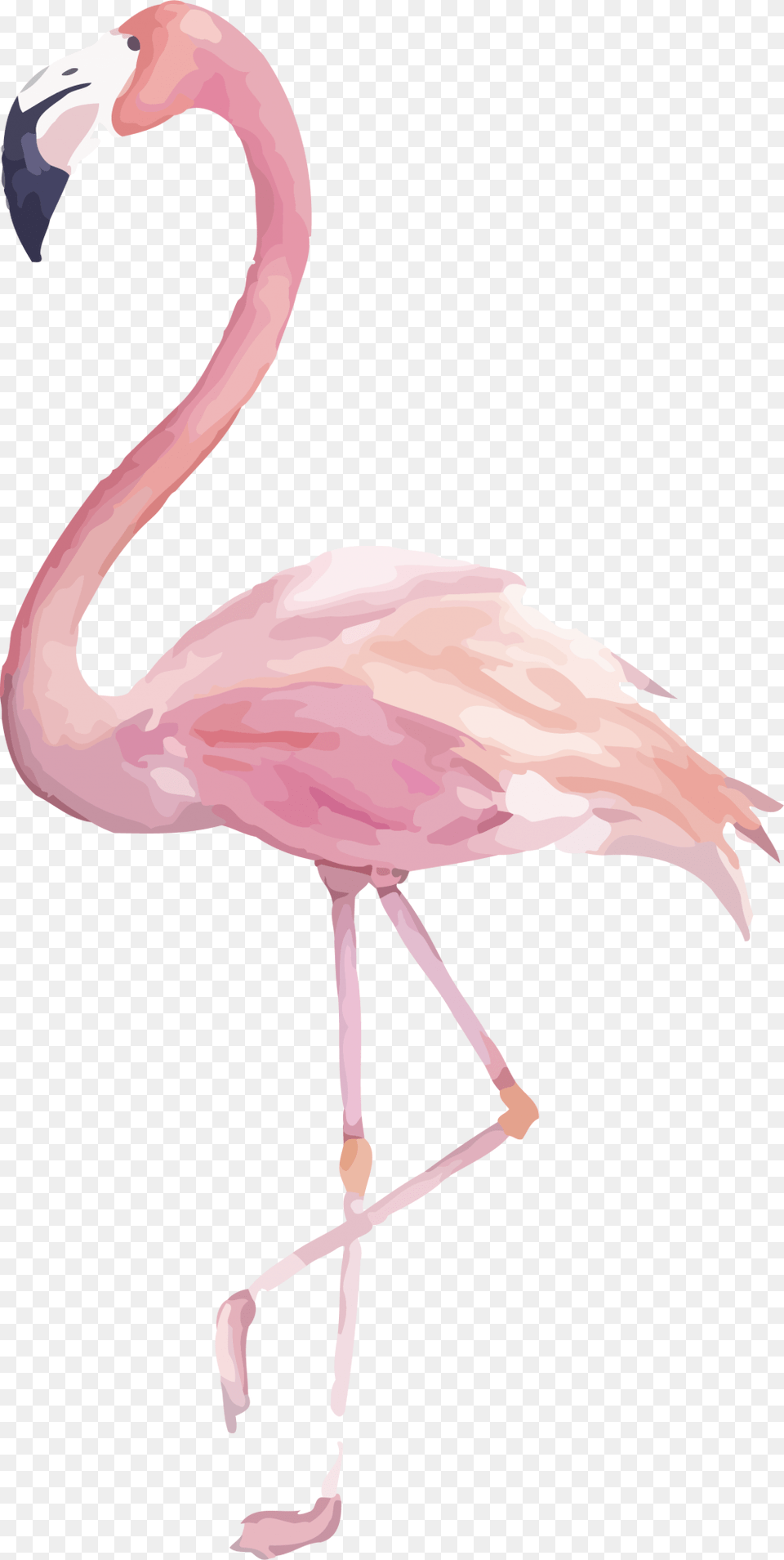 Watercolor Flamingo Clipart, Animal, Bird Free Png