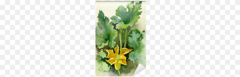Watercolor Flora Collection Squash Blossom, Leaf, Plant, Flower, Food Free Transparent Png