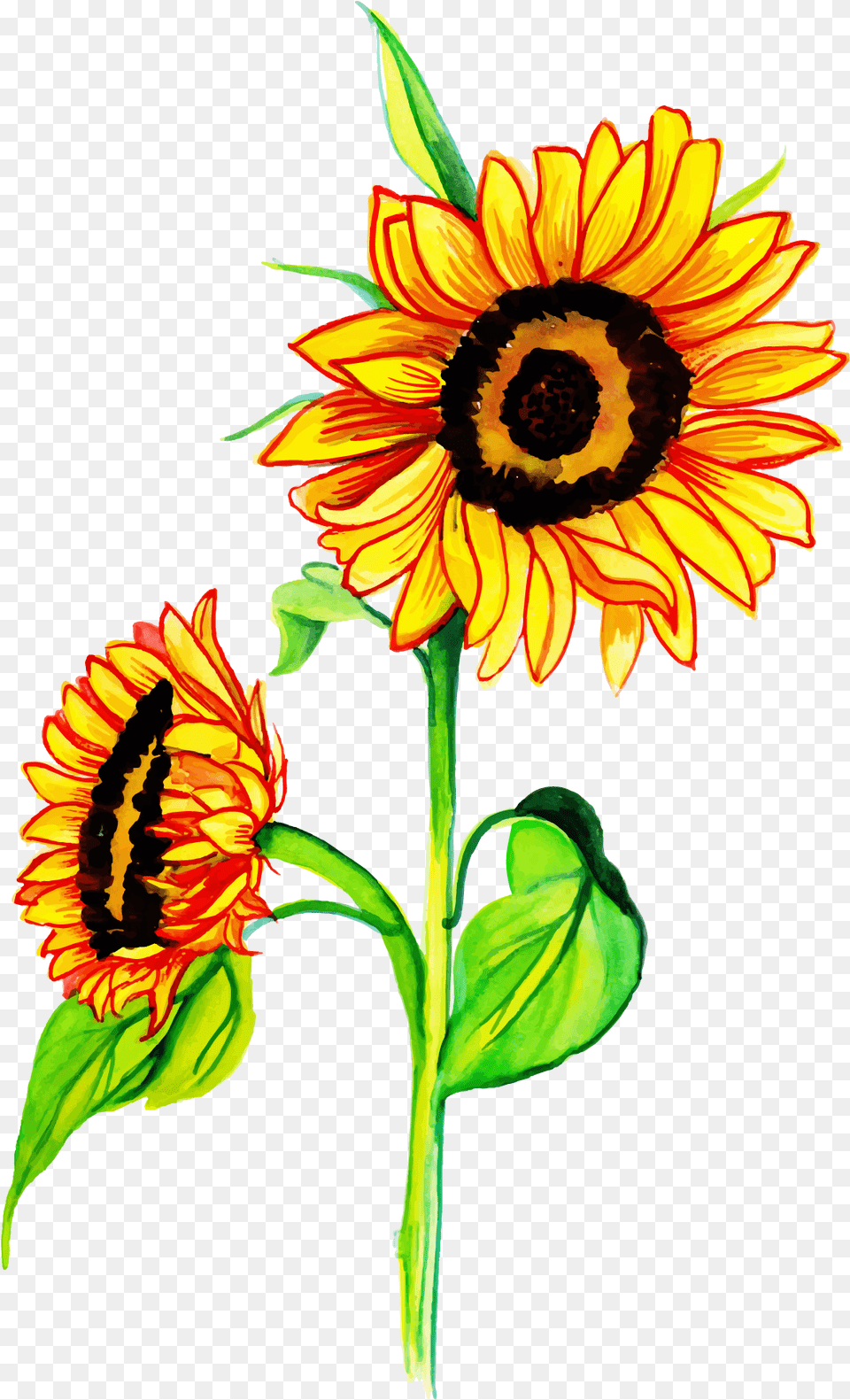 Watercolor Floral Konfest, Flower, Plant, Sunflower, Daisy Free Png