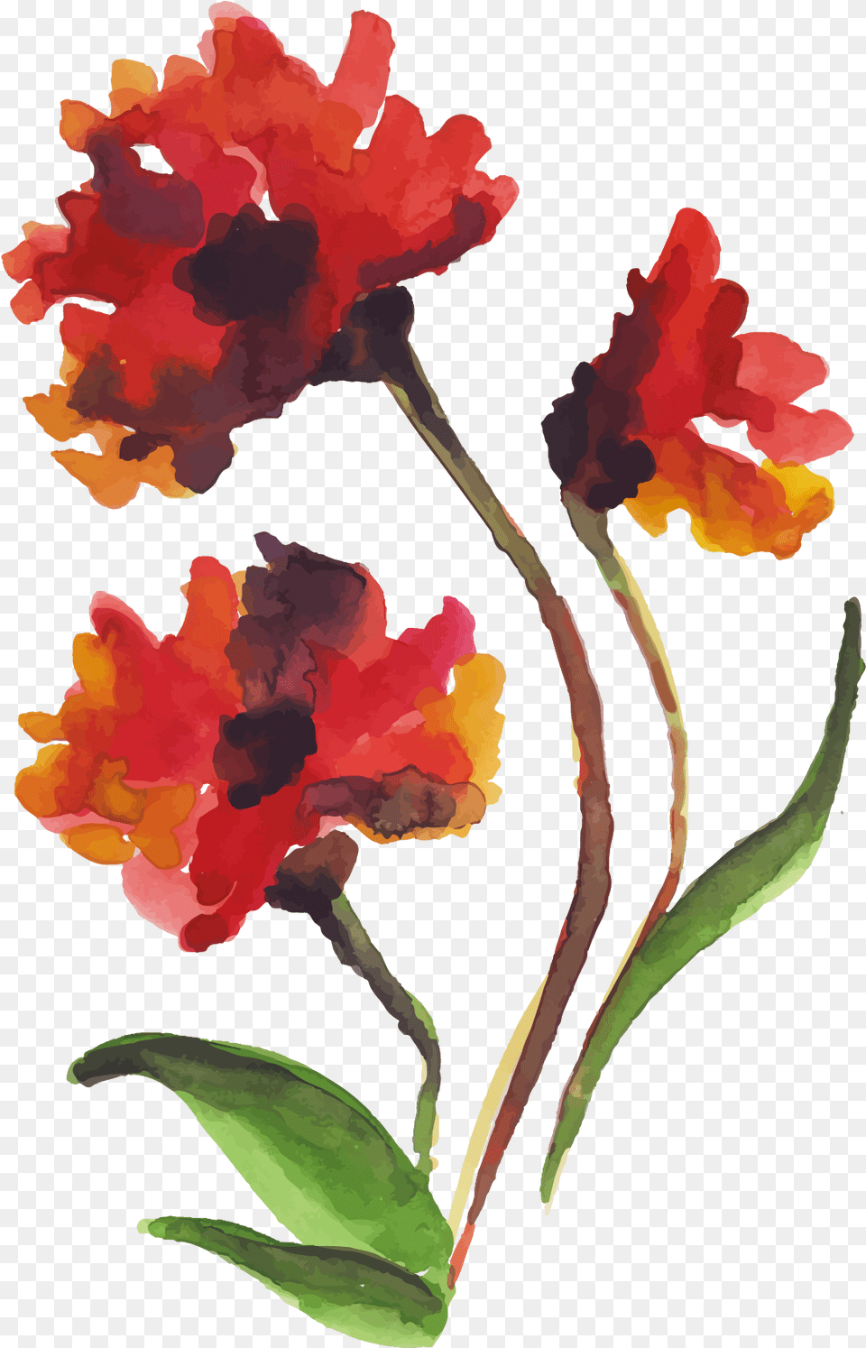 Watercolor Floral Konfest, Flower, Plant, Leaf, Petal Png