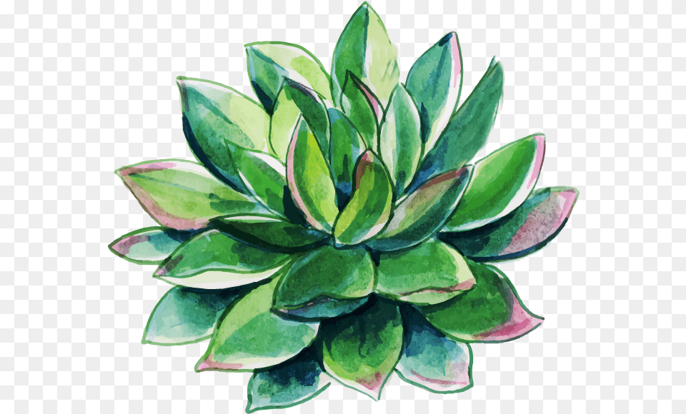 Watercolor Floral Konfest Agave, Dahlia, Flower, Leaf, Plant Free Png