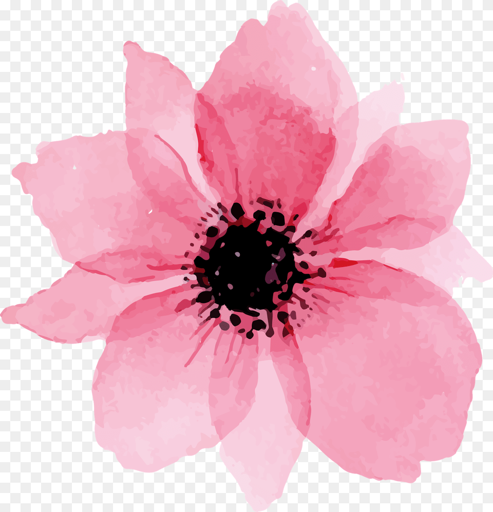Watercolor Flower, Anemone, Petal, Plant, Anther Free Png