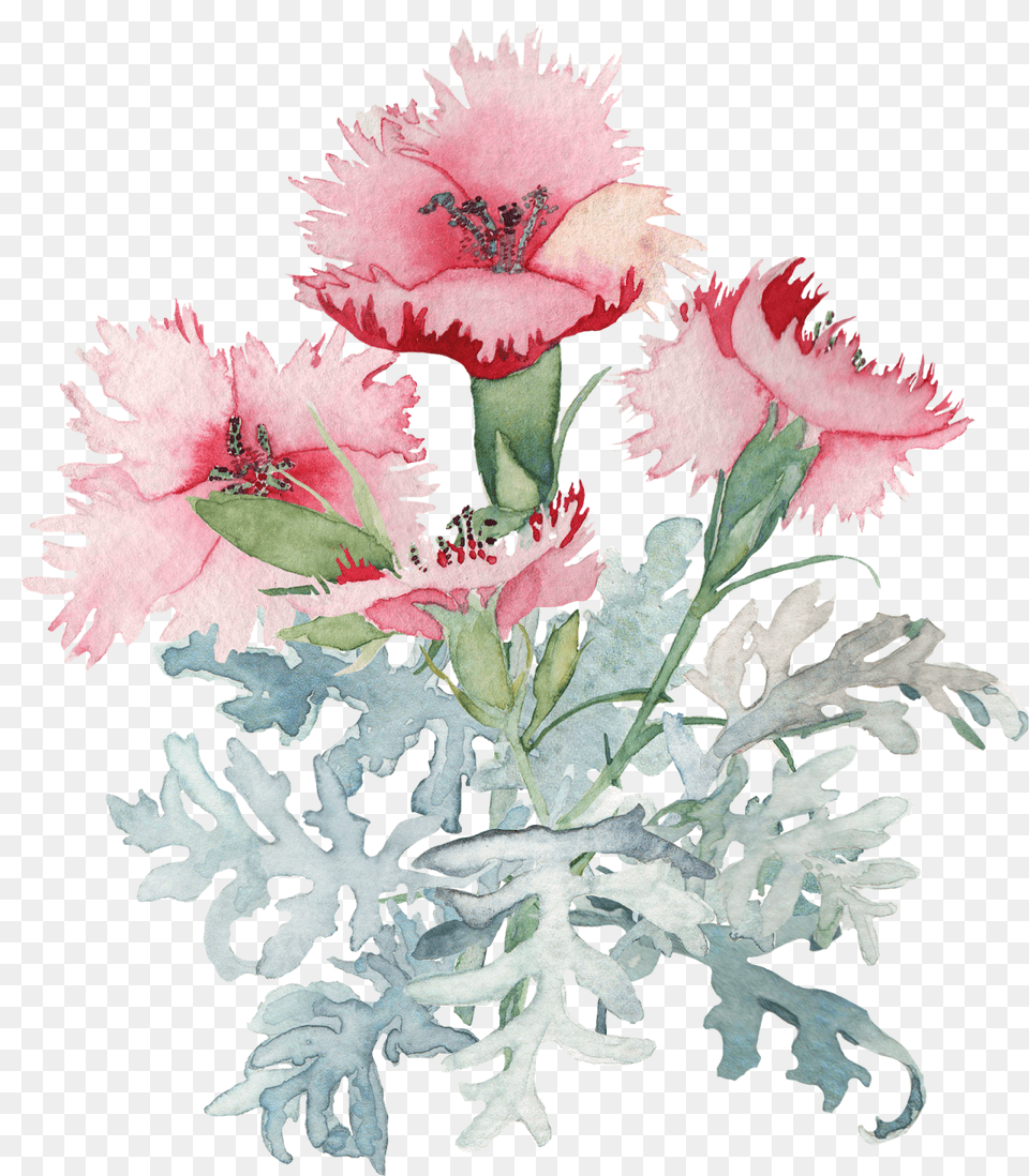 Watercolor Flower Background, Carnation, Plant Free Png Download