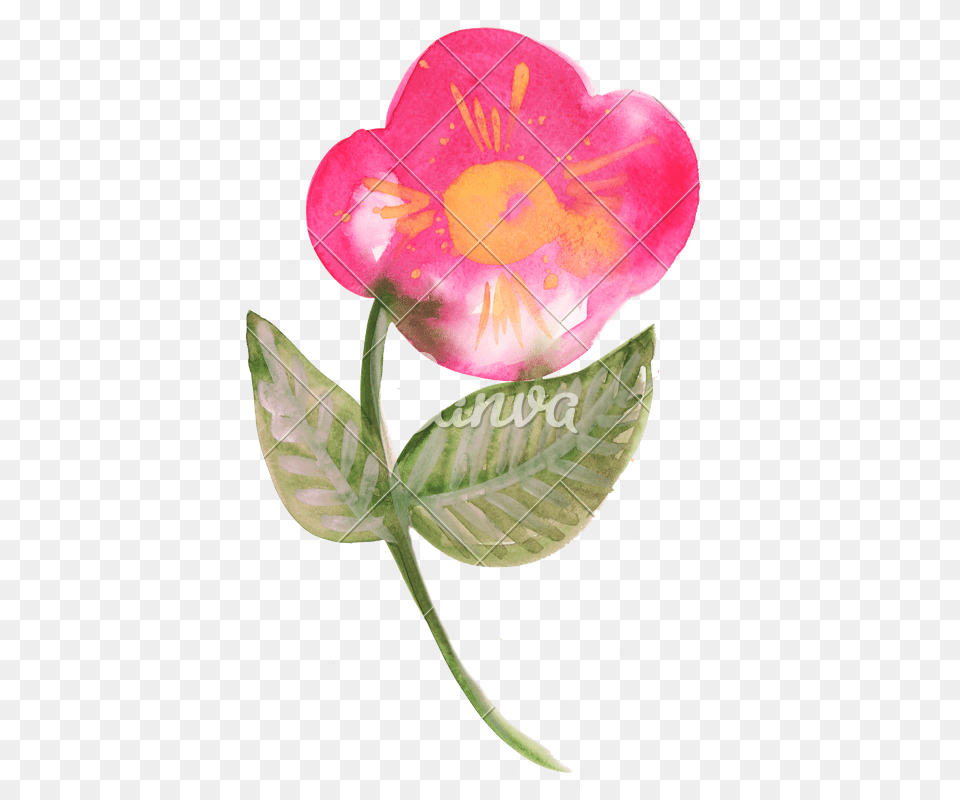 Watercolor Flower Bud, Petal, Plant, Rose, Leaf Png