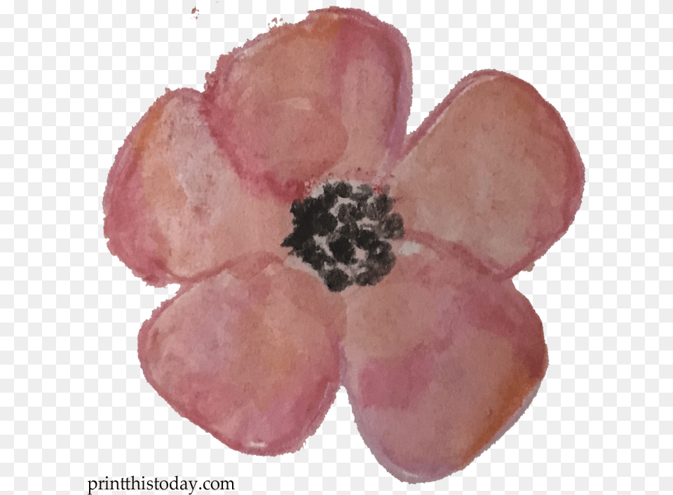 Watercolor Flower Clipart, Anemone, Petal, Plant Free Png Download