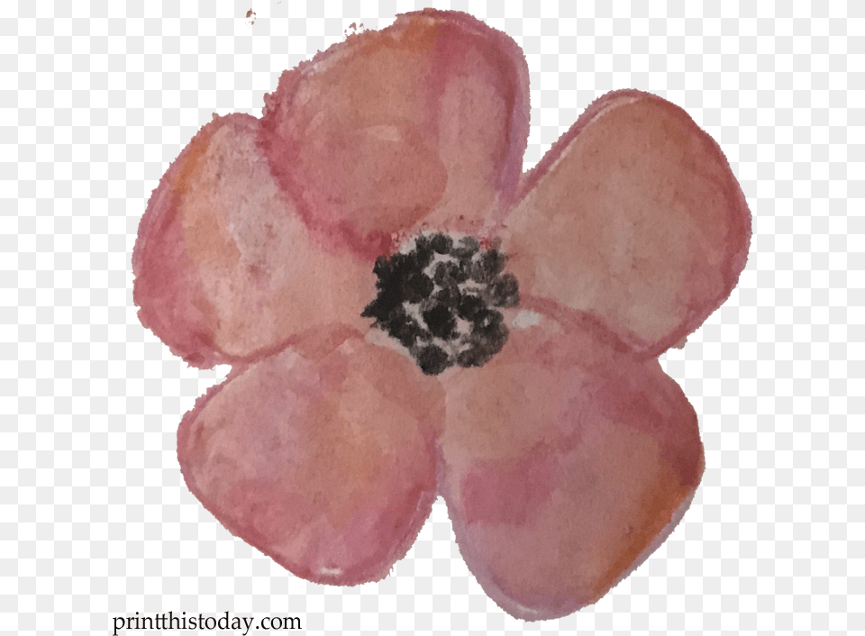 Watercolor Flower Clipart Anemone, Petal, Plant Free Transparent Png