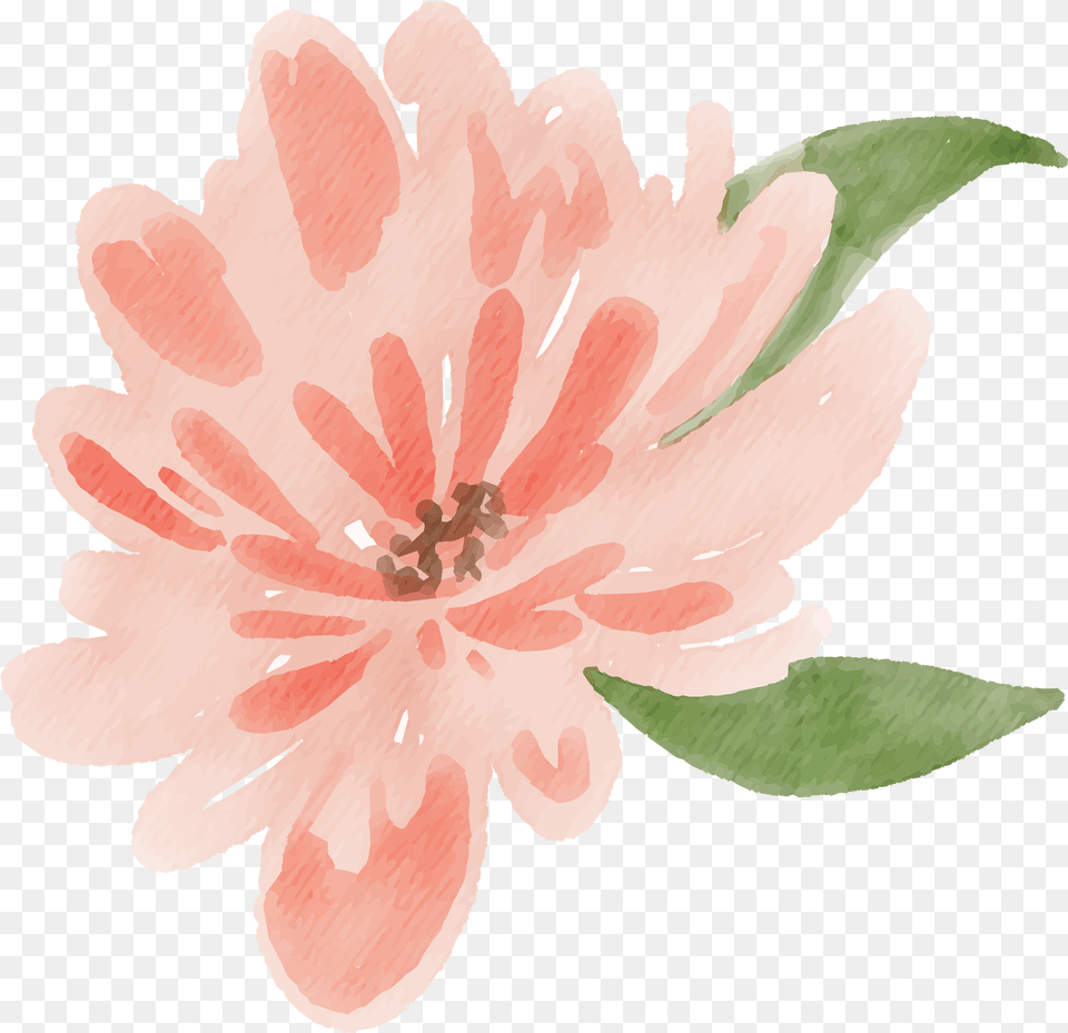 Watercolor Flower Images Peach Delight Pretty, Anther, Dahlia, Petal, Plant Free Png Download