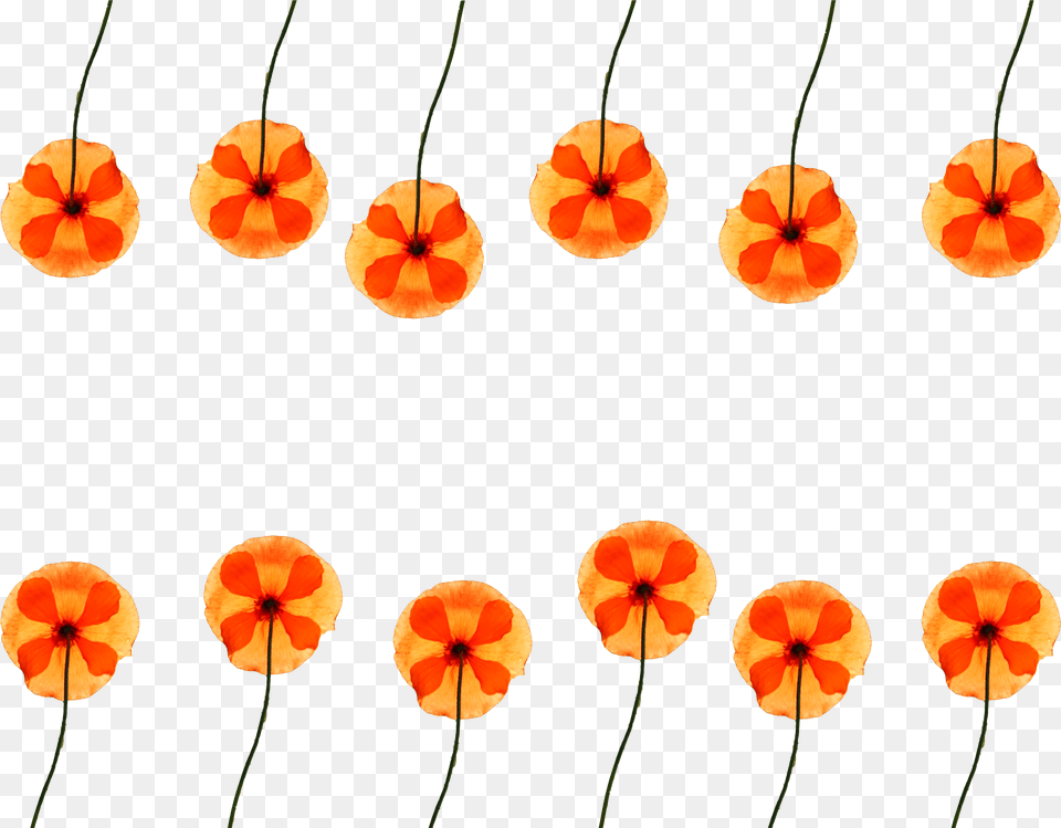 Watercolor Flower Pattern For Poppy, Petal, Plant Free Png