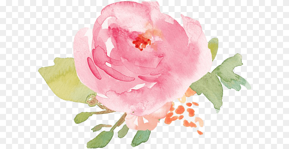 Watercolor Flower Pic Pink Watercolor Flower, Petal, Plant, Rose Free Transparent Png