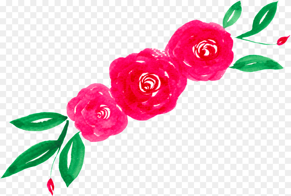 Watercolor Flower Download Vector, Petal, Plant, Rose, Carnation Free Transparent Png