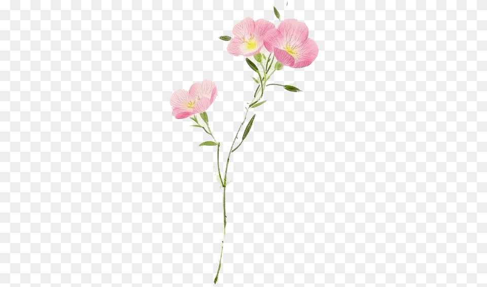 Watercolor Flower Transparent Hd Photo Pink Evening Primrose, Anemone, Anther, Petal, Plant Png