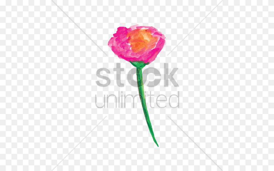 Watercolor Flower Vector Image, Petal, Plant, Rose, Carnation Png