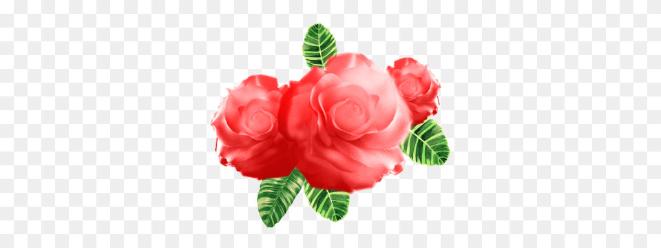 Watercolor Flower Vector Vectors And Clipart For Free, Carnation, Petal, Plant, Rose Png