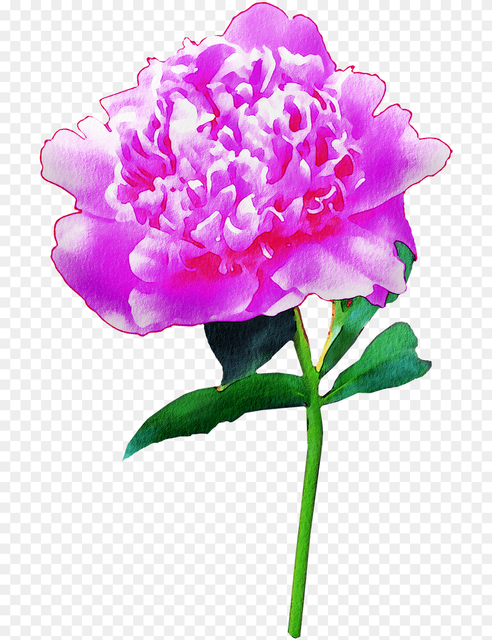 Watercolor Flowers Floral Pink On Pixabay Common Peony, Dahlia, Flower, Geranium, Petal Free Transparent Png