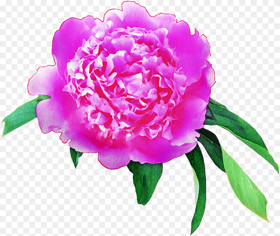 Watercolor Flowers Floral Pink Image On Pixabay, Flower, Plant, Rose, Peony Free Png