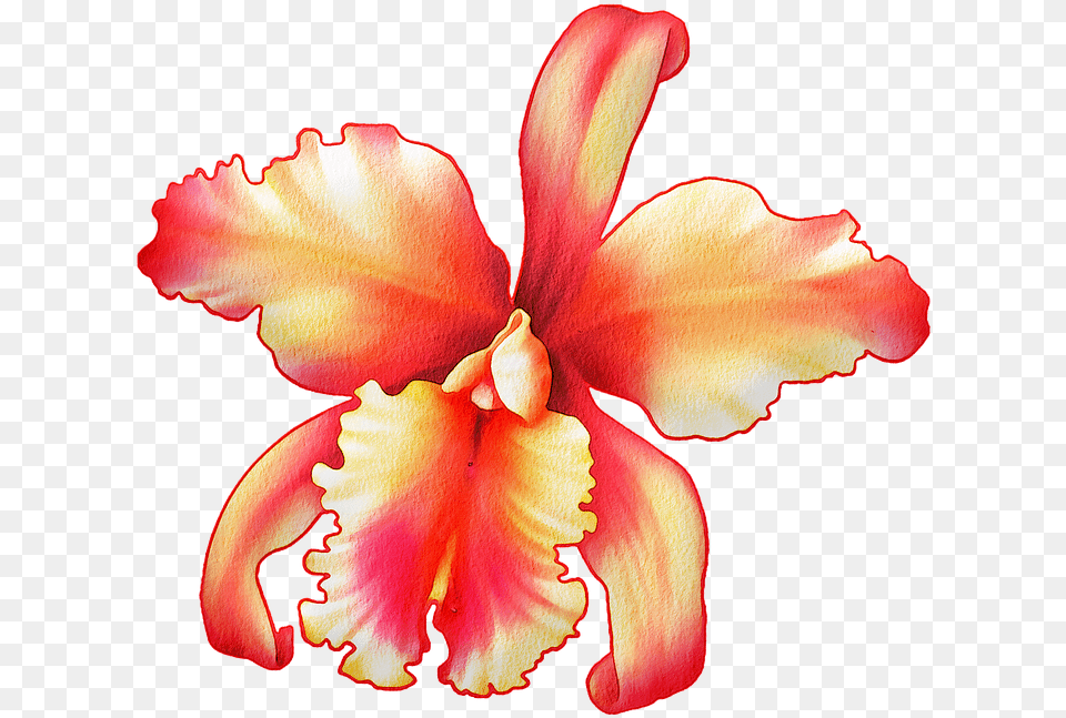 Watercolor Flowers Floral Pink Image On Pixabay Watercolor Painting, Flower, Petal, Plant, Orchid Free Transparent Png