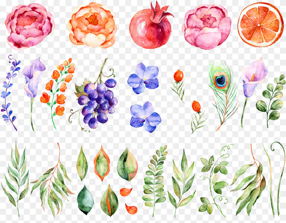 Watercolor Flowers Flower Painting Hq Color Grapes Flowers Watercolor, Rose, Plant, Pattern, Floral Design Png