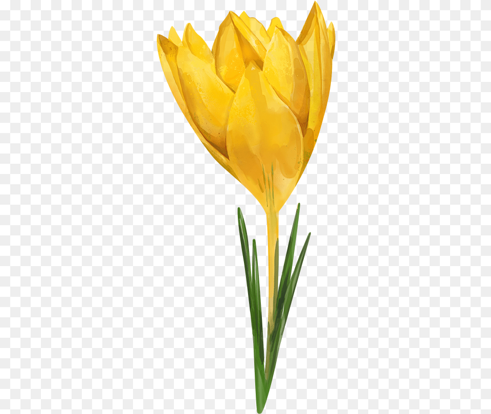 Watercolor Flowers For Collages Watercolor Flower Yellow, Plant, Petal, Tulip, Daffodil Png