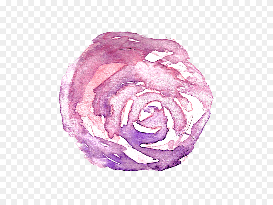Watercolor Flowers Hand Painted Discord Separator, Rose, Plant, Flower, Accessories Free Png Download