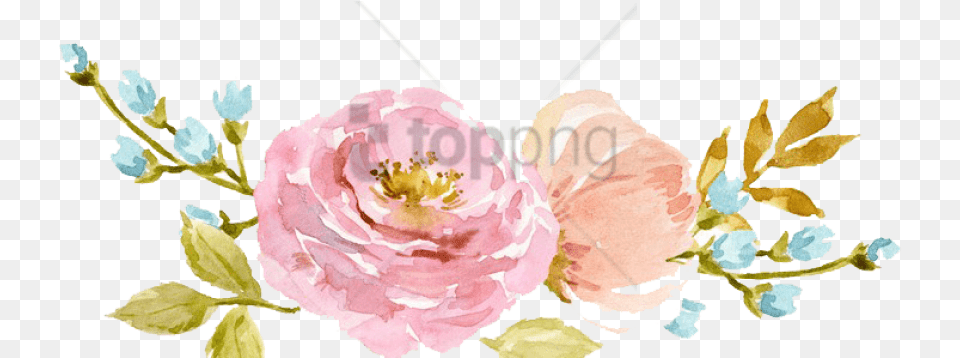 Watercolor Flowers Peach Watercolor Background Watercolor Flowers, Plant, Flower, Rose, Pattern Free Transparent Png