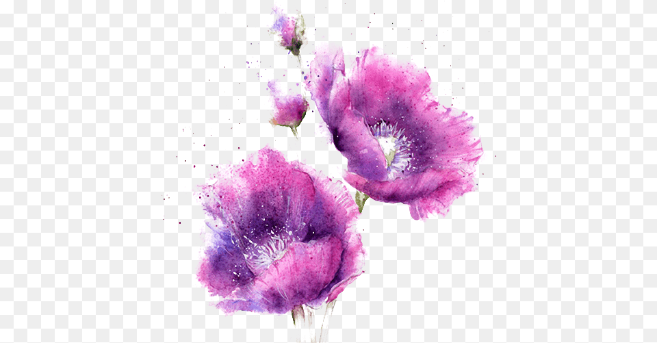 Watercolor Flowers Pink And Purple Watercolour Flower, Anther, Plant, Petal, Pollen Png Image