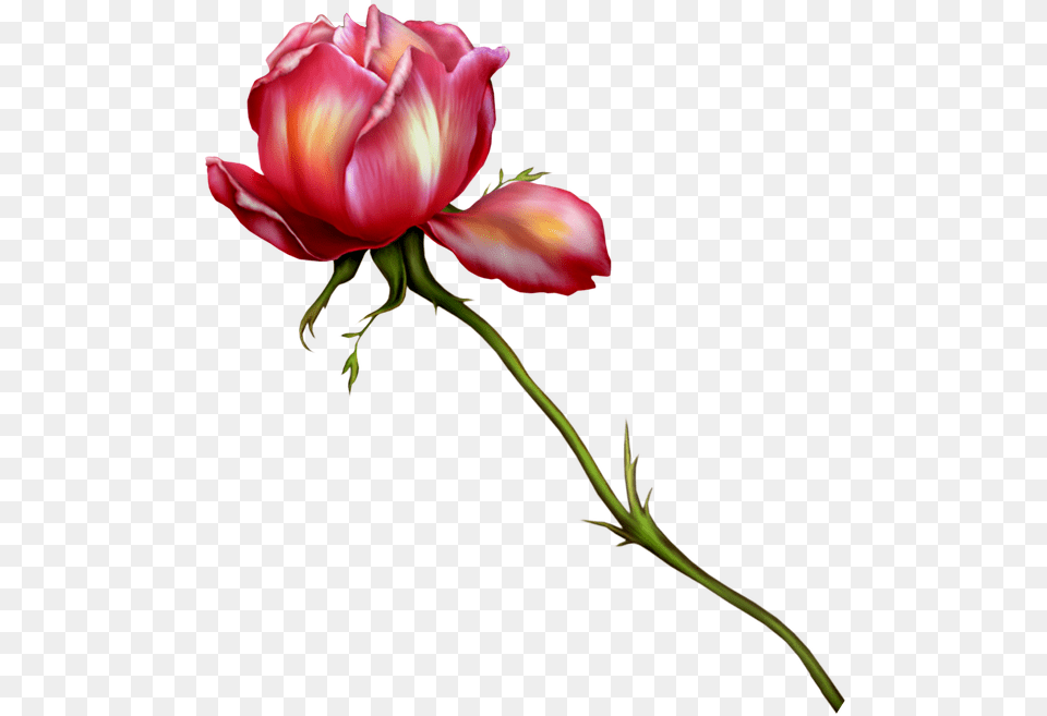 Watercolor Flowers Rose Free Image On Pixabay Floral Runderahmen Zum Speichern Kostenlos, Flower, Petal, Plant, Geranium Png