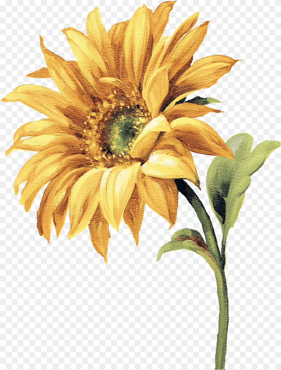 Watercolor Flowers Sunflower Watercolor, Flower, Plant, Daisy Free Transparent Png
