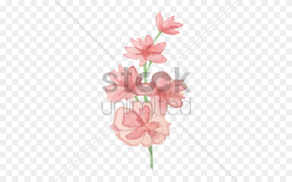 Watercolor Flowers Vector, Carnation, Flower, Plant Free Png