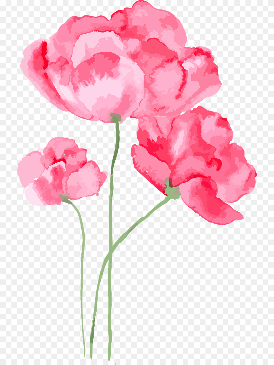 Watercolor Flowers Vector 2020 Legjobb Ni Parfm, Carnation, Flower, Plant, Rose Png Image