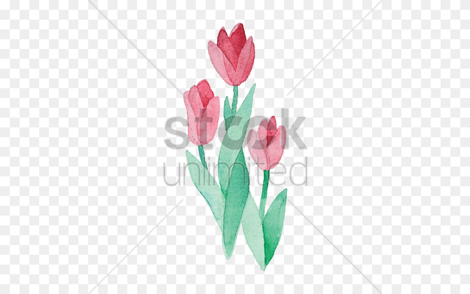 Watercolor Flowers Vector Image, Flower, Petal, Plant, Rose Free Png Download