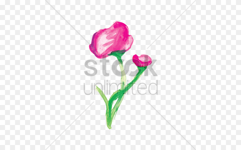 Watercolor Flowers Vector Image, Flower, Petal, Plant, Rose Free Transparent Png