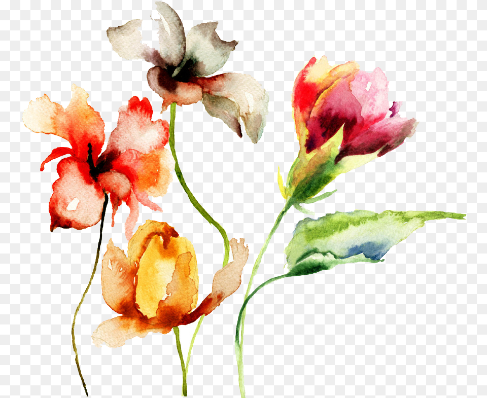 Watercolor Flowers With Stems, Flower, Petal, Plant, Rose Png Image