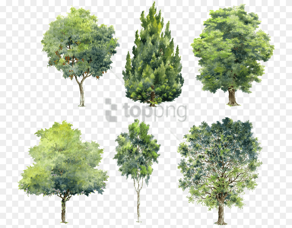 Watercolor For Image With Photoshop Tree Background, Oak, Plant, Sycamore, Conifer Free Transparent Png