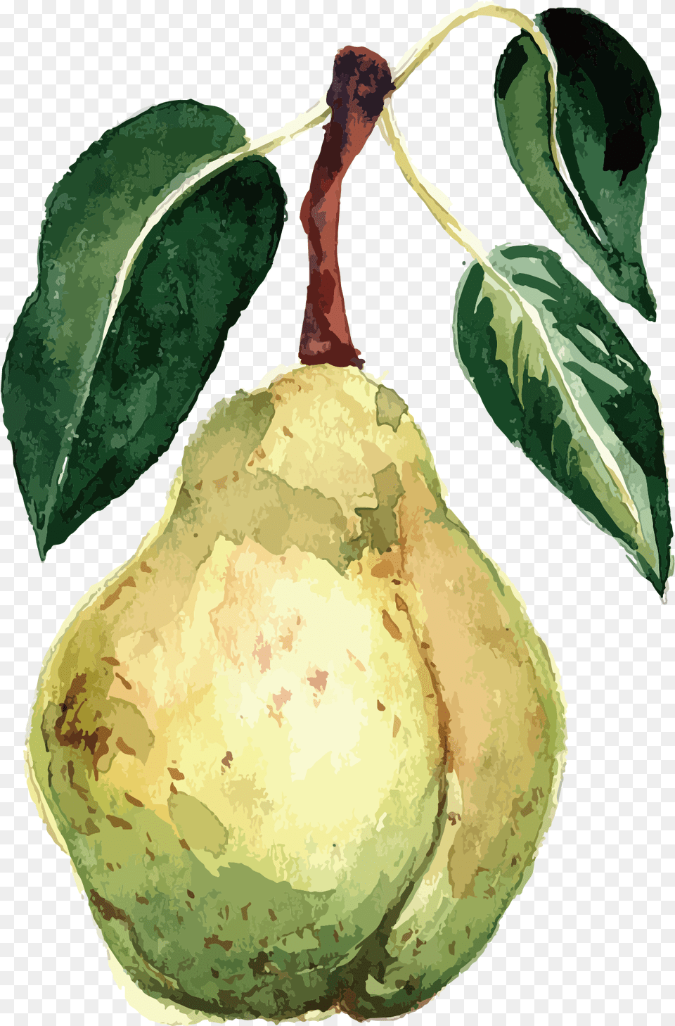 Watercolor Fruit Vector Watercolour Fruits Watercolor Vegetables, Food, Plant, Produce, Pear Png