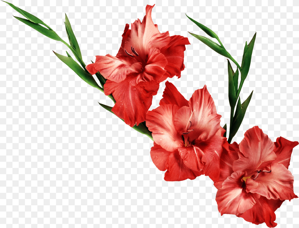 Watercolor Gladiol Gladiolus Clipart Clipartlook Flowers Transparent Background Real, Flower, Plant Free Png