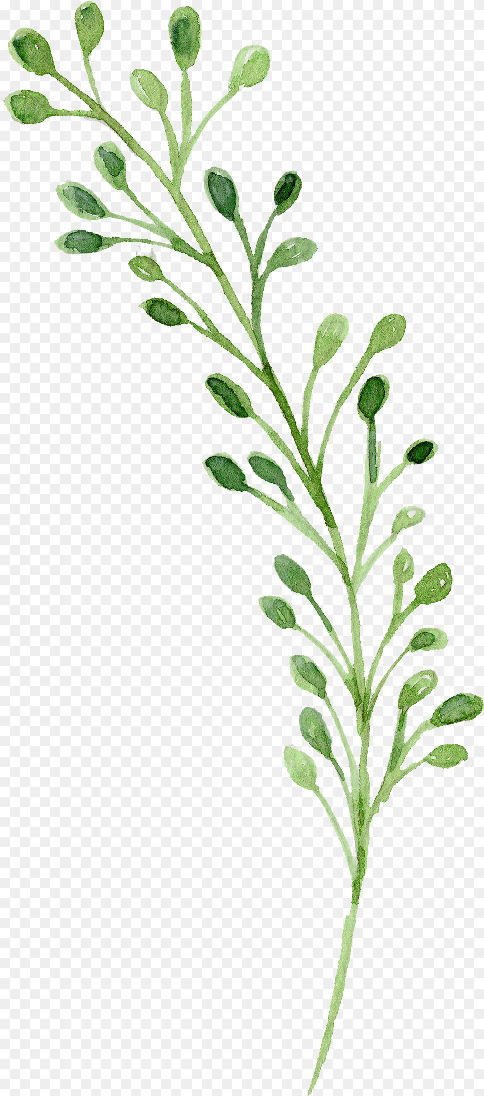 Watercolor Green Flowers Painting Image Watercolor Green Flower, Herbs, Herbal, Leaf, Plant Png