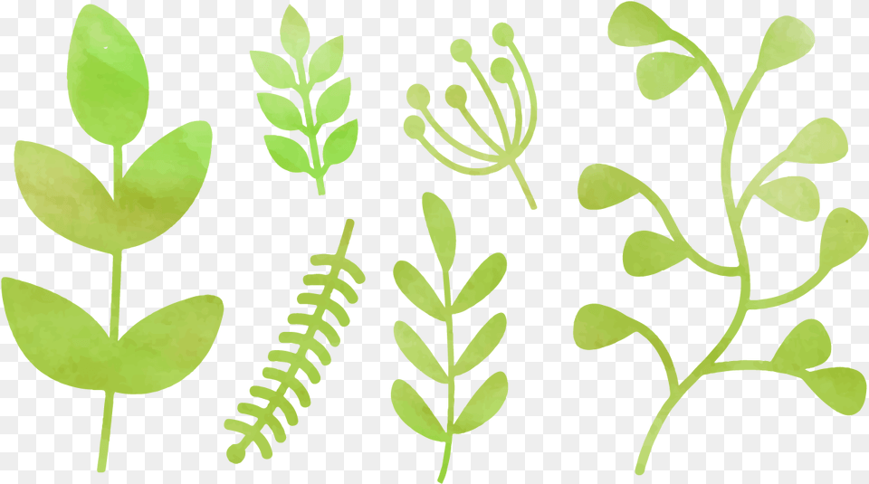 Watercolor Greenery Picture Greenery Drawing, Herbal, Herbs, Leaf, Plant Png