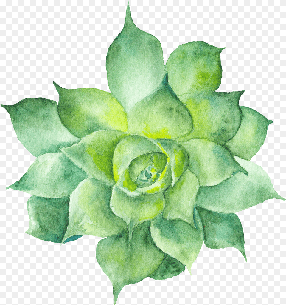 Watercolor Greenery Succulent Clipart Transparent Background, Plant, Leaf, Green, Rose Png Image