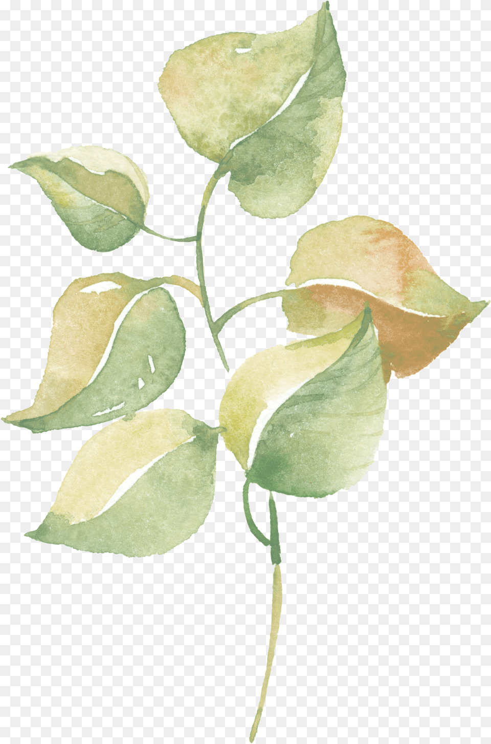 Watercolor Greenery Vector Download Greenery Watercolor Transparent Background, Leaf, Plant, Herbal, Herbs Png Image