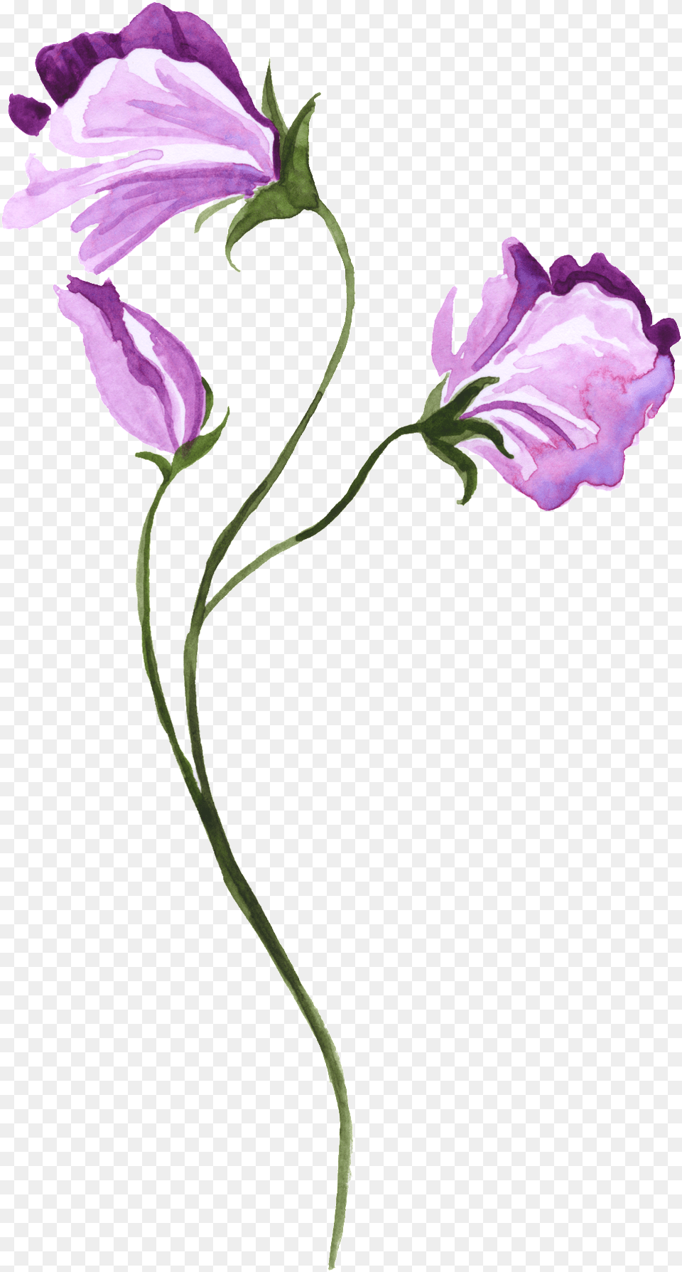 Watercolor Hand Painted Purple Floral Transparent Decorative Watercolor Sweet Pea Tattoo, Flower, Petal, Plant, Acanthaceae Png Image