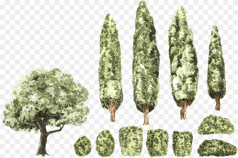Watercolor Handpainted Trees Shrubs Bushes Landscape Watercolou Shrubs, Plant, Tree, Weapon, Arrow Free Png