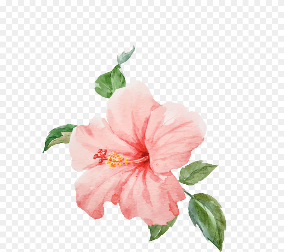 Watercolor Hibiscus Background Tropical Flower, Plant, Rose Free Transparent Png