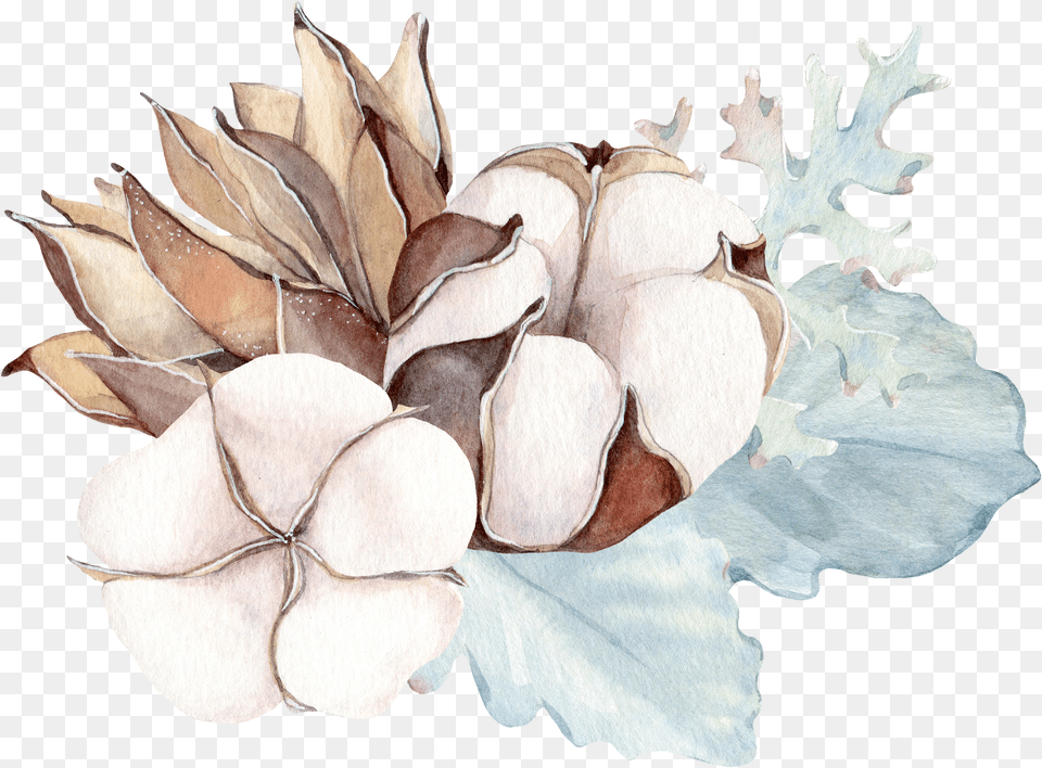 Watercolor Illustration Cotton Flower Plant Water Color Free Png Download