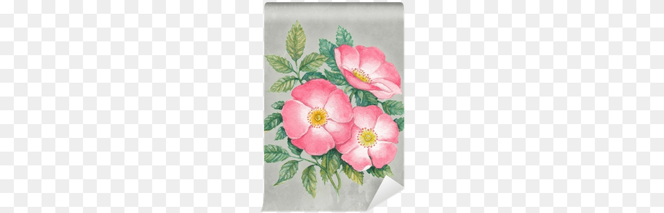 Watercolor Illustration Of Dog Rose Flower Wall Mural Illustration, Anemone, Petal, Plant, Pattern Free Png